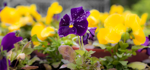 close-up shot of couple flower