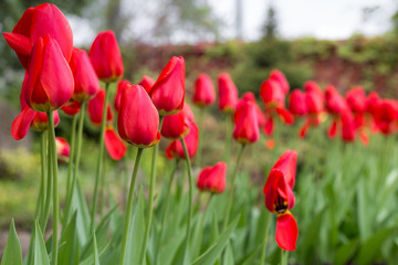 close-up shot of couple flower