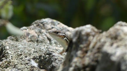 Lacerta curiosa