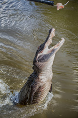 Fototapeta premium aligator