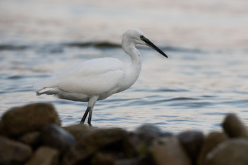 Little Egret, Heron, Egretta Garzetta