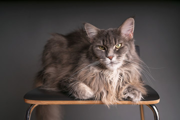 Search Photos Blue Tabby