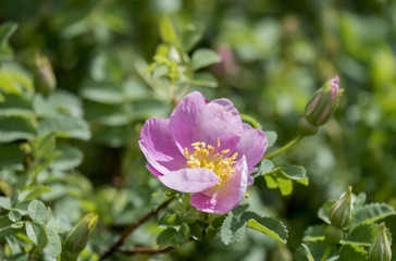 Obraz premium Dzika róża lub dzika róża (Rosa canina)
