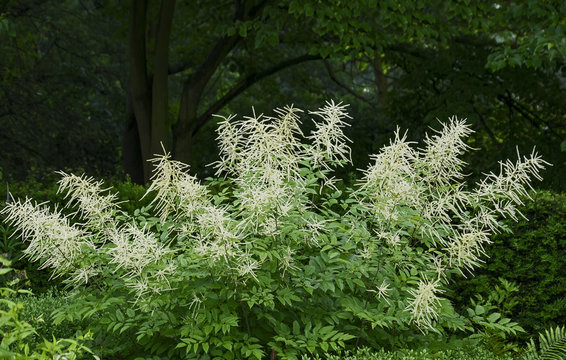 Wald-Gei&szlig;bart (Aruncus dioicus)