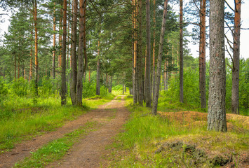 Obraz premium Las sosnowy w pochmurną pogodę.