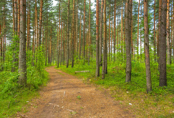 Pine forest in cloudy weather.