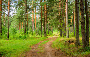 Fototapeta premium Pine forest in cloudy weather. An old road. Russia. Leningrad oblast. Mga. Space battles in 1941-44.