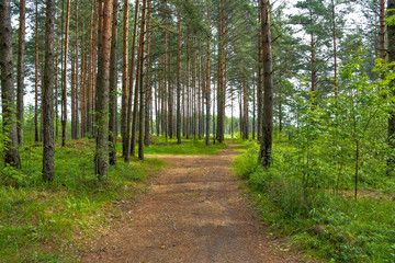 Pine forest in cloudy weather.
