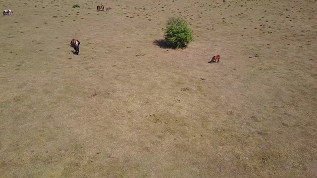 Caballos desde el aire