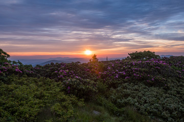 The Sun Bursts Over Rhododendron Garden