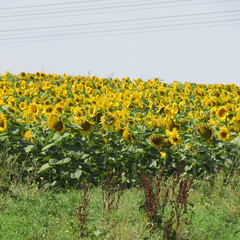 tournesol