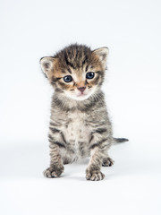 Fototapeta na wymiar A cute little kitty with big blue eyes, posing on a white background