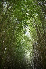 Naklejka premium sous-bois