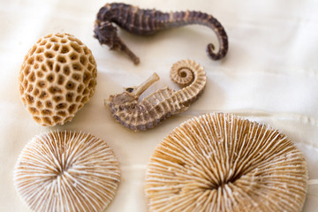 Seahorse is small marine fishes in the genus Hippocampus. 