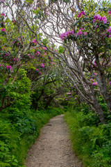 Tunnel of Rhododendron Bushes