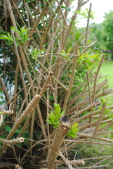 Naklejka premium Neue Triebe