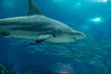 Fotobehang Real Sand Tiger Shark Underwater in Natural Aquarium © GioRez
