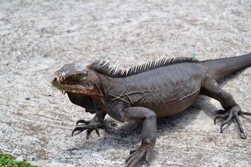 Iguane sur une plage à Petite Terre