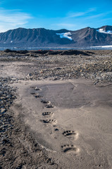 Polar bear foot prints in the mud