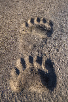 Polar Bear Footprint