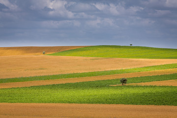 Obraz premium Nature Prairie and Landscape, with Green grass and Small trees located in Alentejo, Portugal