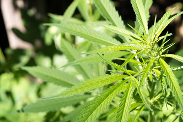 marijuana leaf background wallpaper cannabis hemp leaf outdoors