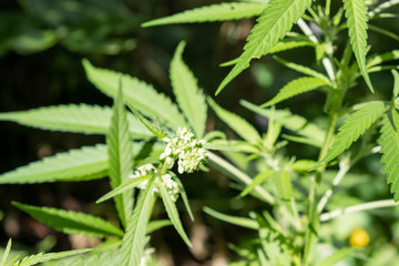 marijuana leaf background wallpaper cannabis hemp leaf outdoors