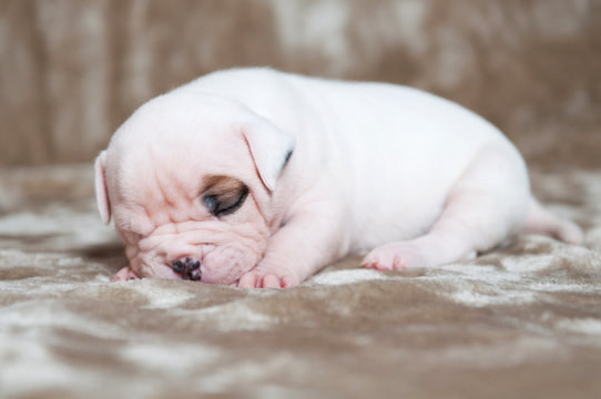 Funny white American Bulldog puppies on light background. The puppy is sleeping