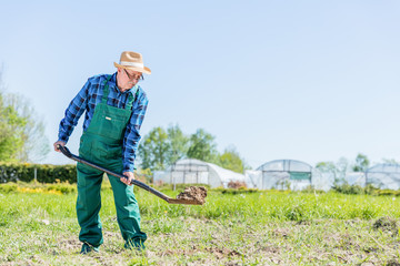 Senior gardener digging with a shovel in the garden.