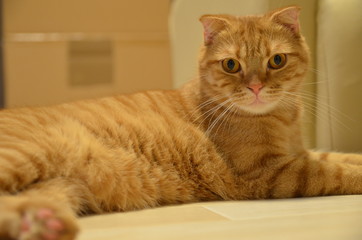 猫　茶虎　スコティッシュフォールド