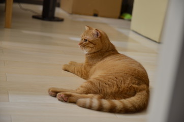 猫　茶虎　スコティッシュフォールド