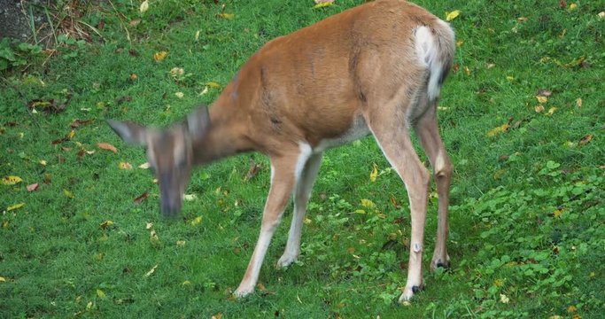 An adult female deer feeds in a gassy meadow on an early summer morning.	 	