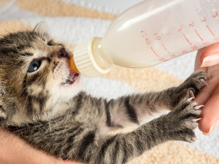 Little baby kitten suck pacifier in vet cabbinet