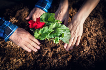 Gardeners planting flowers. Hands close-up