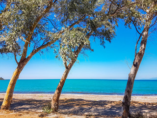 sea beach trees summer background colors