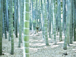 Obraz premium Bamboo garden,Hokokuji Temple,Kamakura,Japan