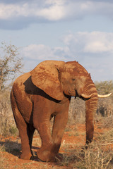 Fototapeta na wymiar Elephant covered in red dirt