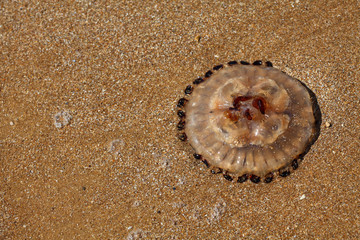 Méduse sur le sable