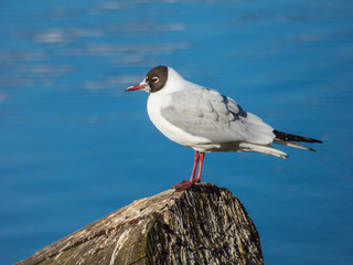 Seagull sitting on log on river