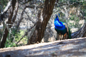 Peacock in natural forest environment.