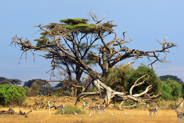 Kenya, animal wildlife