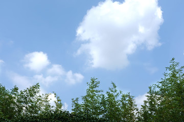 The blue sky with bamboos