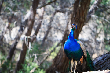 Obraz premium Peacock in natural forest environment.