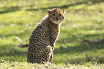 Cheeta young (cap)