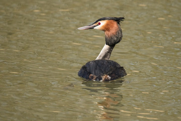 Grebe