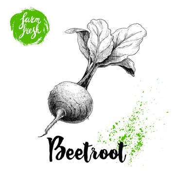 Hand Drawn Beet Root With Leafs. Sketch Vintage Vector Illustration Isolated On White Background. Farm Fresh Vegetable.