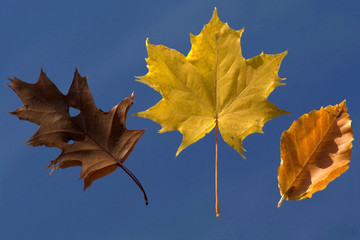 3 different: Red oak, Ahorn and beech