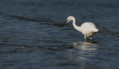 Little Egret, Heron, Egretta Garzetta