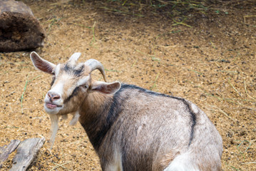 Goat outdoors