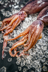 Fresh cuttlefish